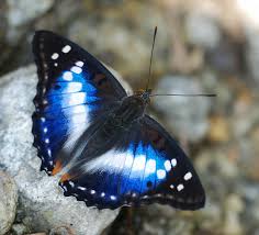 National Butterfly