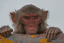 Rhesus macaque  
