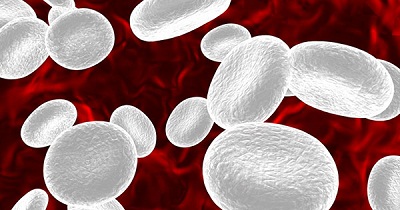 Lifespan of White Blood Cells in the Human Body is
