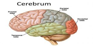 The largest part of the human brain is